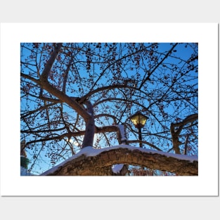 Lamp Post in the Trees Posters and Art